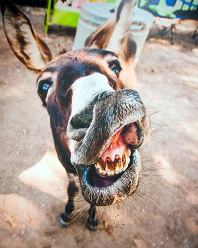 donkey teeth